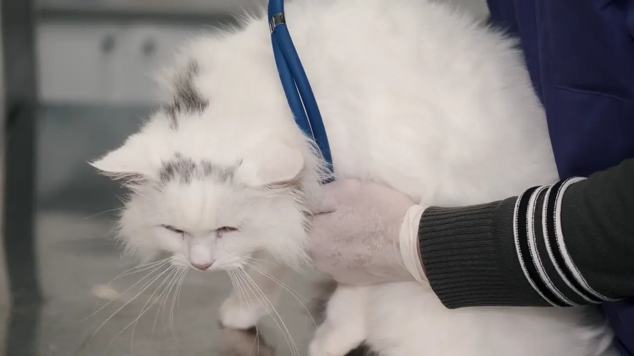 Katze bei einer ruhigen tierärztlichen Untersuchung