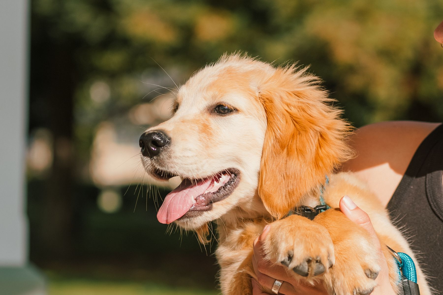 Junger Golden-Retriever-Welpe auf dem Arm seiner Halterin