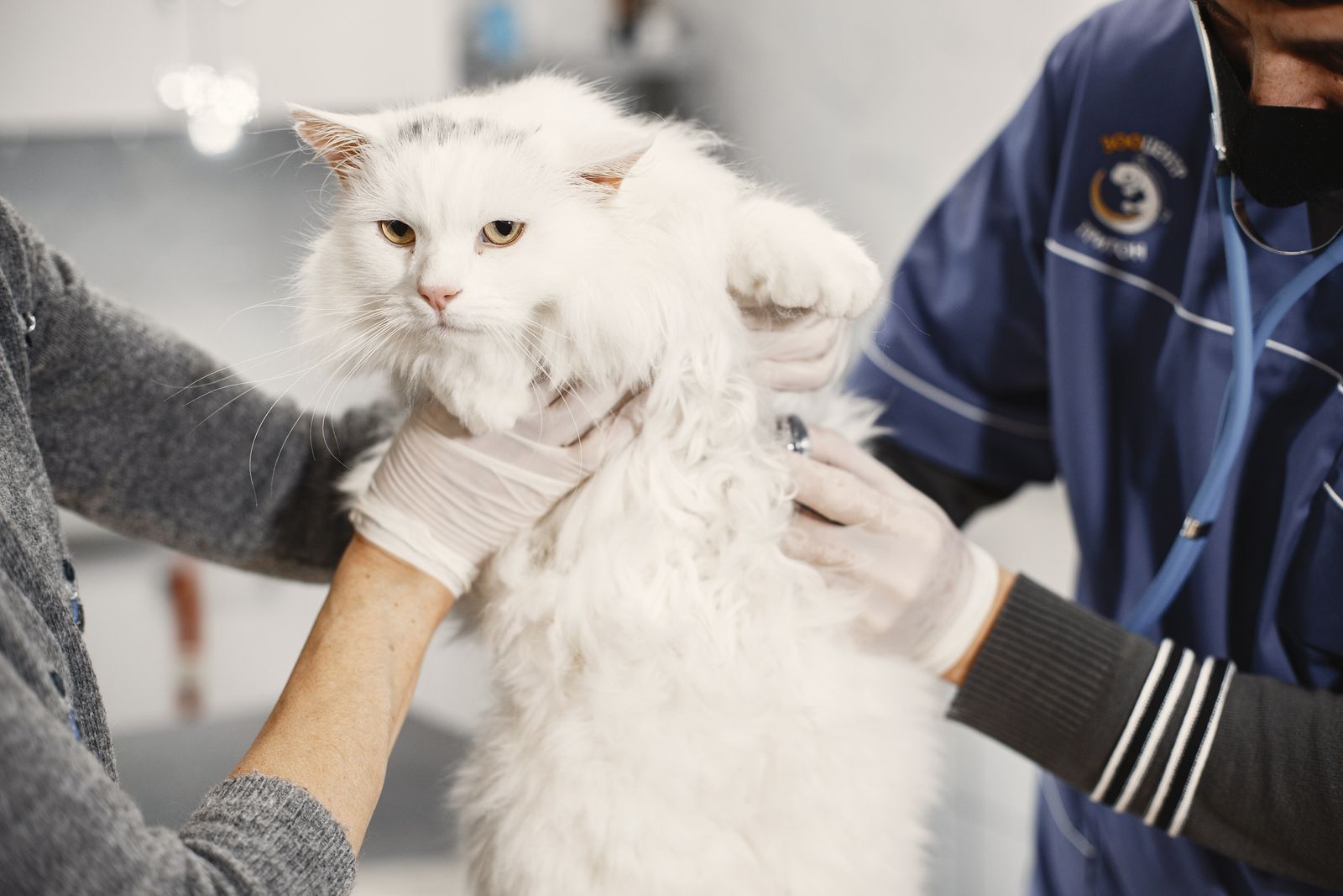 Weiße Katze bei einer ruhigen tierärztlichen Untersuchung